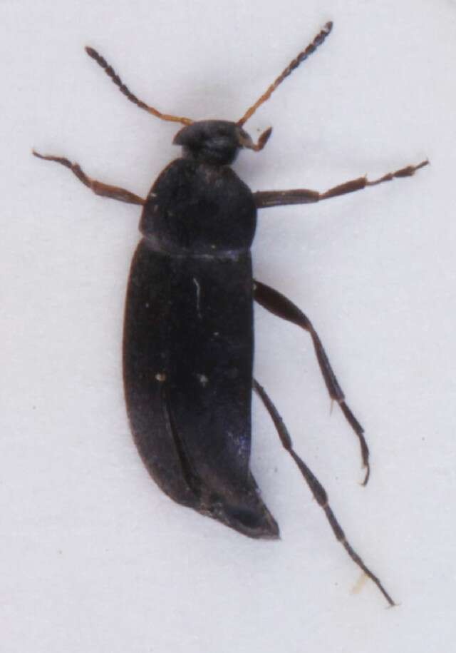 Image of <i>Anaspis brunnipes</i>