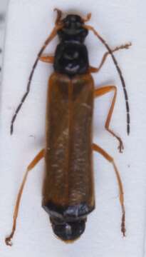 Image of <i>Rhagonycha lignosa</i>