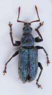 صورة Phyllobius (Dieletus) argentatus Linnaeus 1758