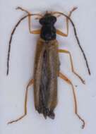 Image of <i>Rhagonycha lignosa</i>