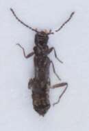 صورة <i>Malthodes pumilus</i>