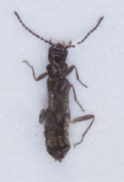 Image of <i>Malthodes pumilus</i>