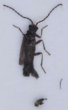 صورة <i>Malthodes brevicollis</i>