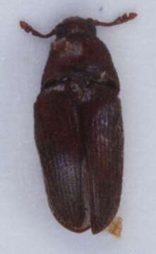 Image of <i>Trixagus dermestoides</i>