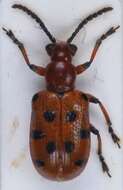 Image of Spotted asparagus beetle