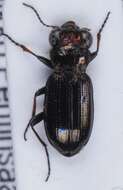 Image of Rough-necked Springtail-stalker