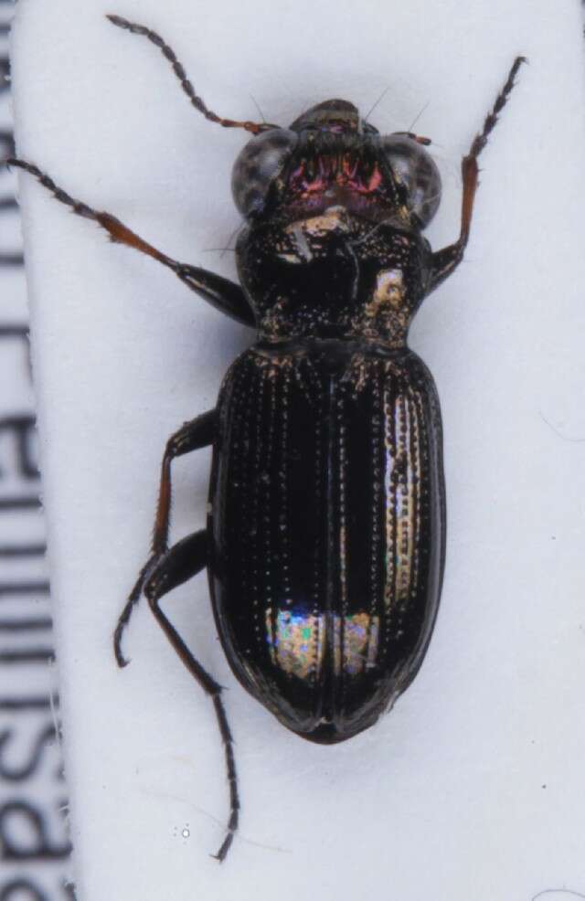 Image of Rough-necked Springtail-stalker