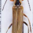 Image of <i>Cantharis decipiens</i>