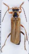 Imagem de <i>Cantharis decipiens</i>