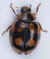 Image of <i>Adalia decempunctata</i>