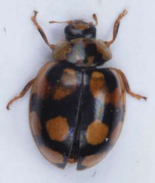 Imagem de <i>Adalia decempunctata</i>