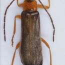 Image de <i>Rhagonycha lutea</i>