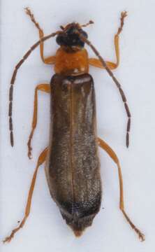 Image of <i>Rhagonycha lutea</i>