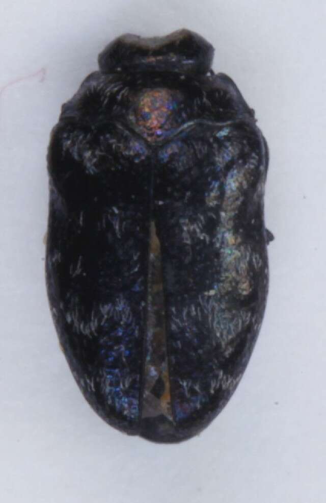 Image of Metallic wood-boring beetle