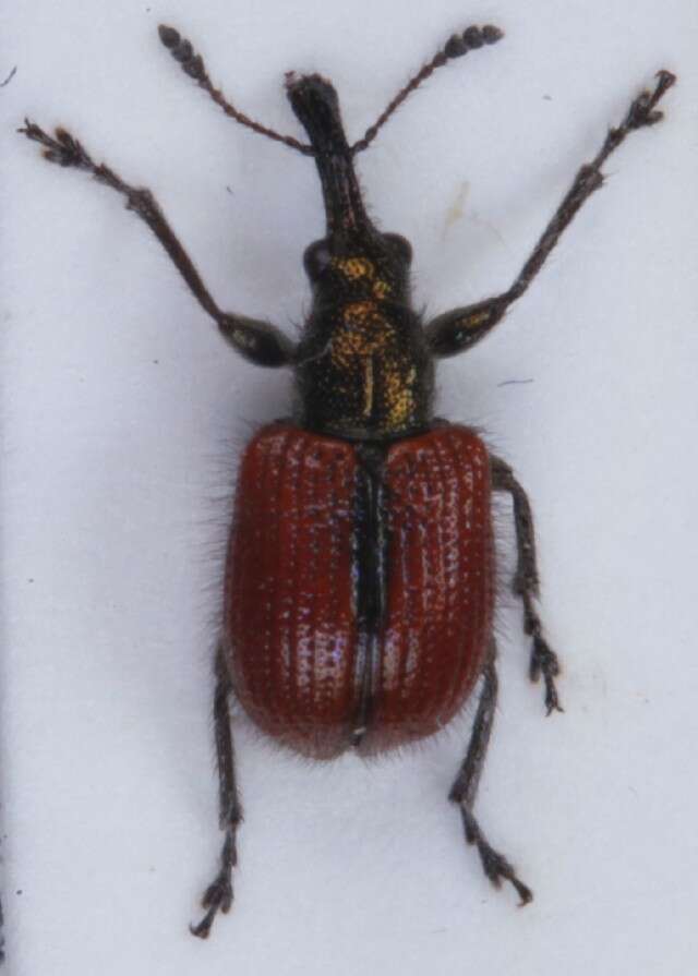 Image of <i>Neocoenorrhinus aequatus</i>