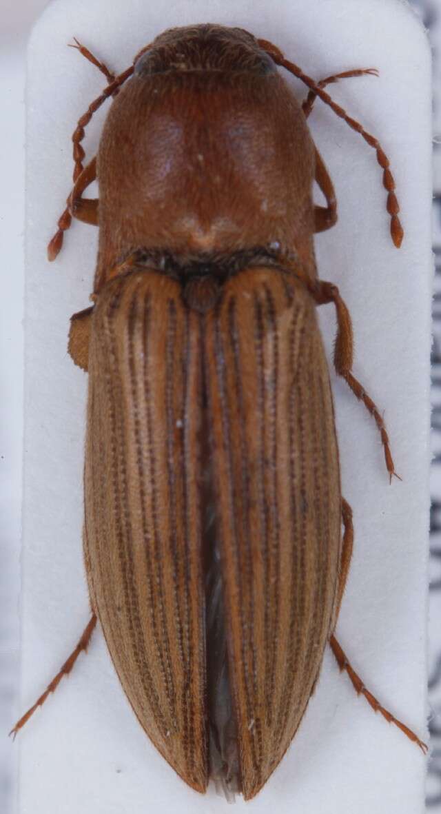 Image of Lined Click Beetle