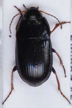 Image of Carabidae