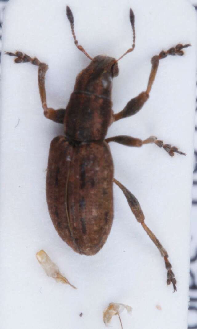 Image of Clover Root Weevil