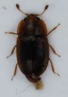 Image of <i>Epuraea contractula</i>