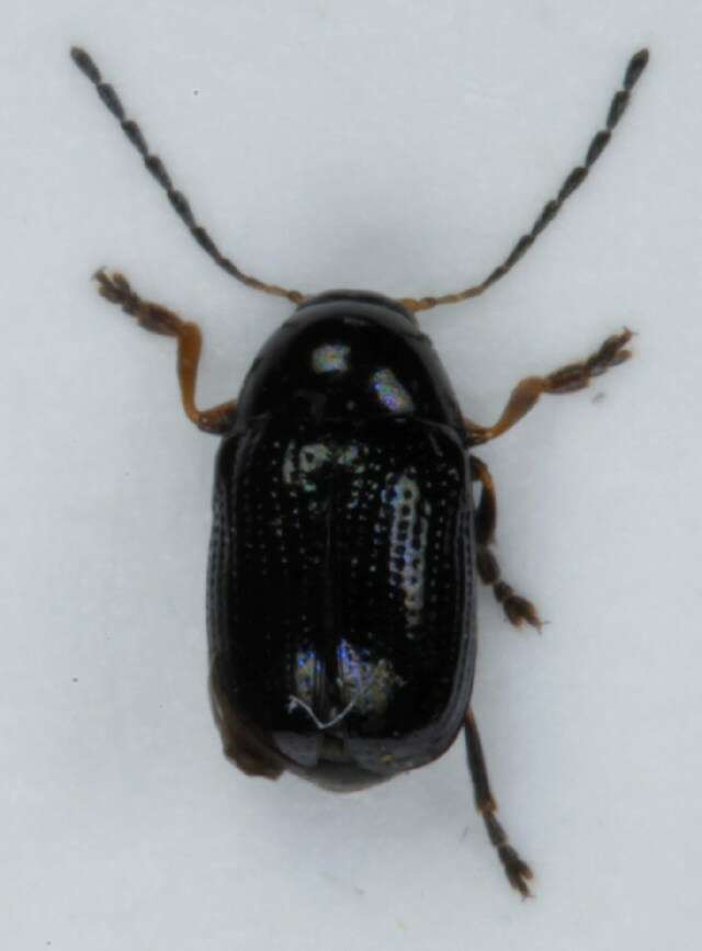 <i>Cryptocephalus labiatus</i> resmi