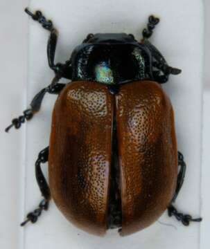 Image of aspen leaf beetle