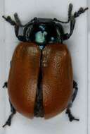 Image of aspen leaf beetle
