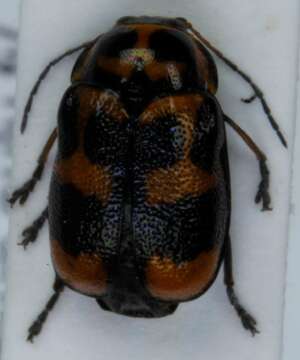 Image of <i>Cryptocephalus sexpunctatus</i>