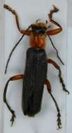 Imagem de <i>Cantharis pellucida</i>