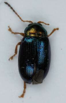 Image of <i>Crepidodera nitidula</i>