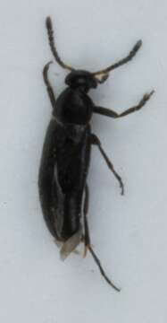 Image of <i>Anaspis bohemica</i>