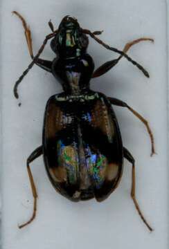 Image of Bembidion illigeri