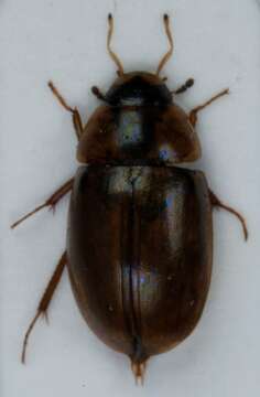 Image of Enochrus (Lumetus) quadripunctatus (Herbst 1797)