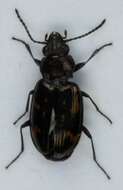 Image of Bembidion (Notaphus) obliquum Sturm 1825