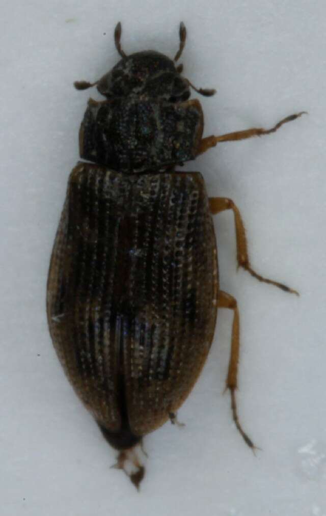 Image de Helophorus (Rhopalohelophorus) brevipalpis Bedel 1881