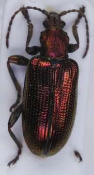 Image of Plateumaris discolor