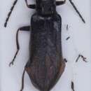 Image of <i>Dichelotarsus flavimanus</i>