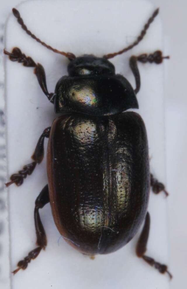 Image of Chrysolina (Chalcoidea) marginata (Linnaeus 1758)