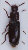 Image of <i>Bius thoracicus</i>