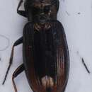 Image of Notiophilus fasciatus Mäklin 1855