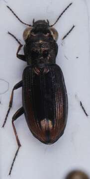 Image of Notiophilus fasciatus Mäklin 1855