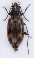 Image of Bembidion (Eupetedromus) tinctum Zetterstedt 1828