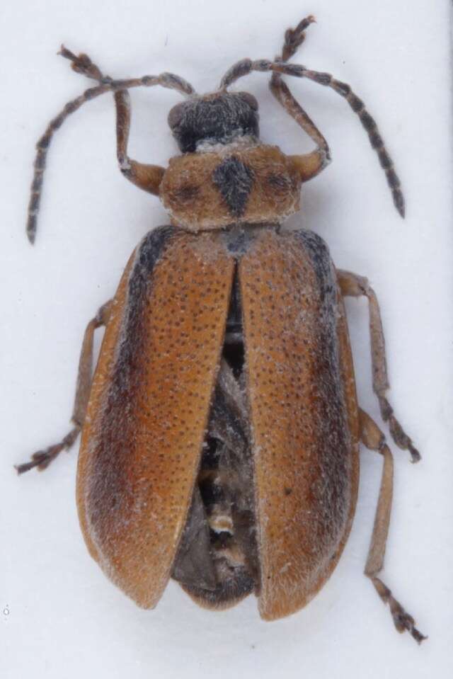 Image of <i>Galerucella lineola</i>