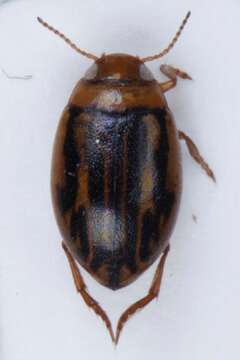 Слика од Hygrotus quinquelineatus (Zetterstedt 1828)