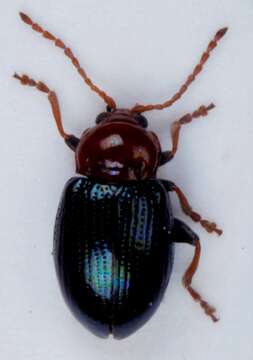 Image of <i>Neocrepidodera femorata</i>