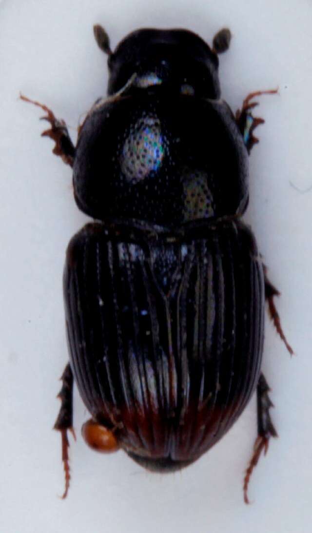 Image of Otophorus