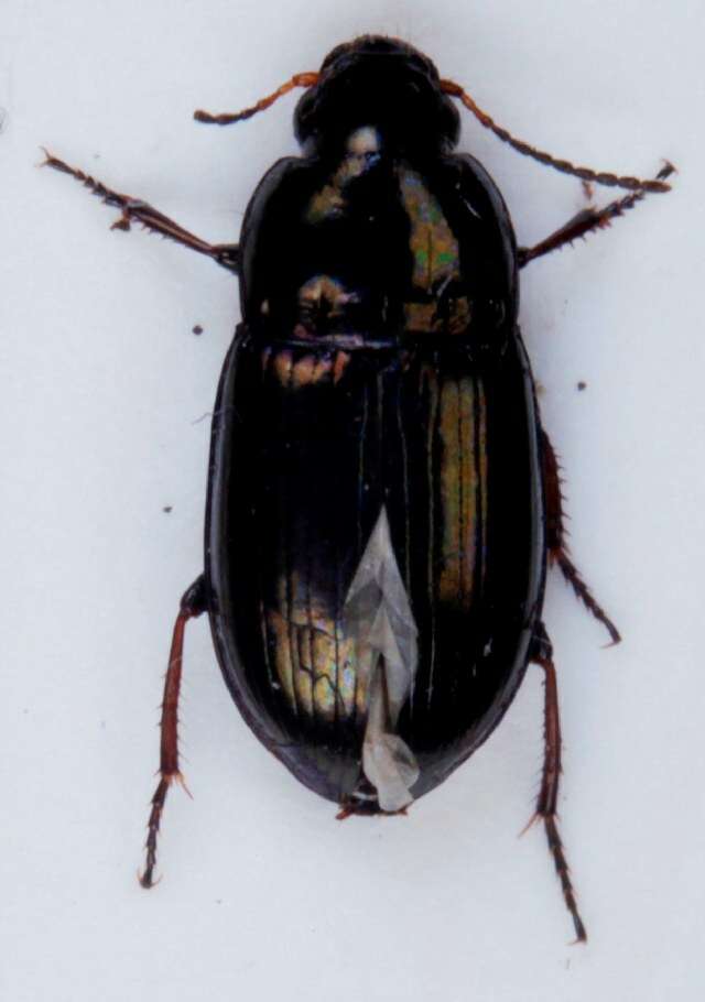 Image of Amara (Amara) tibialis (Paykull 1798)