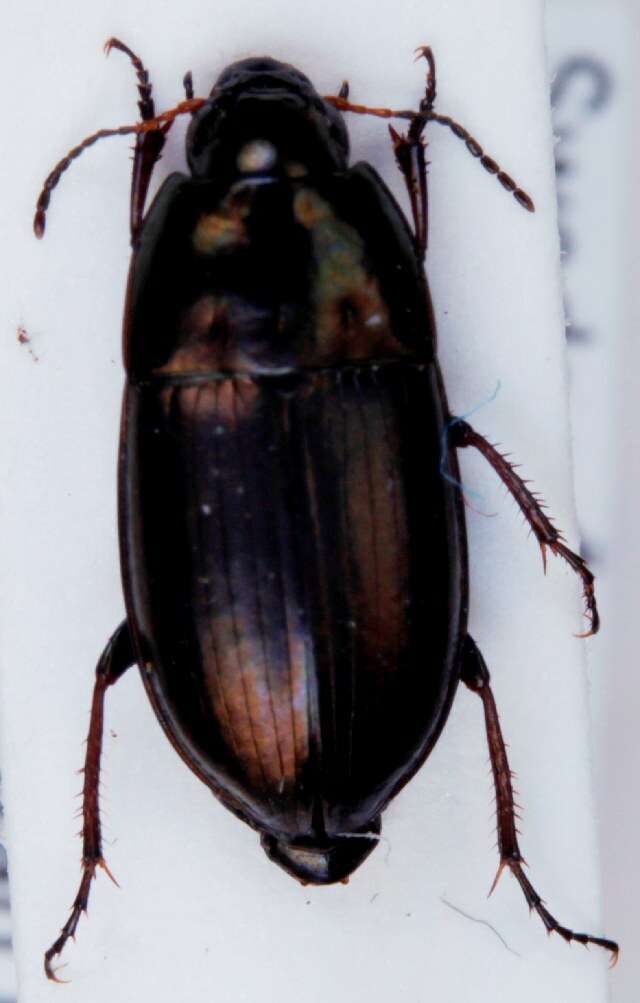 Image of common sun beetle