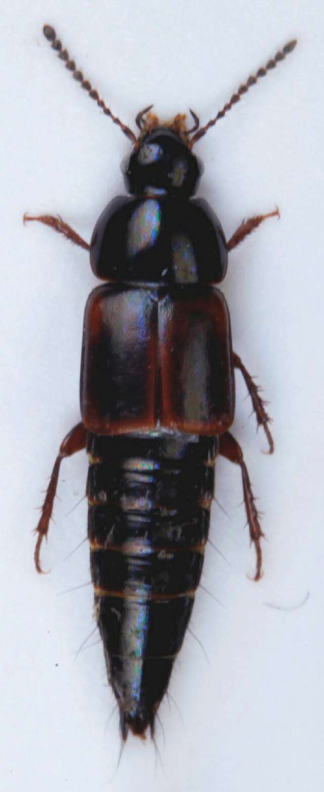 Image of Tachinus (Tachinus) lignorum (Linnaeus 1758)