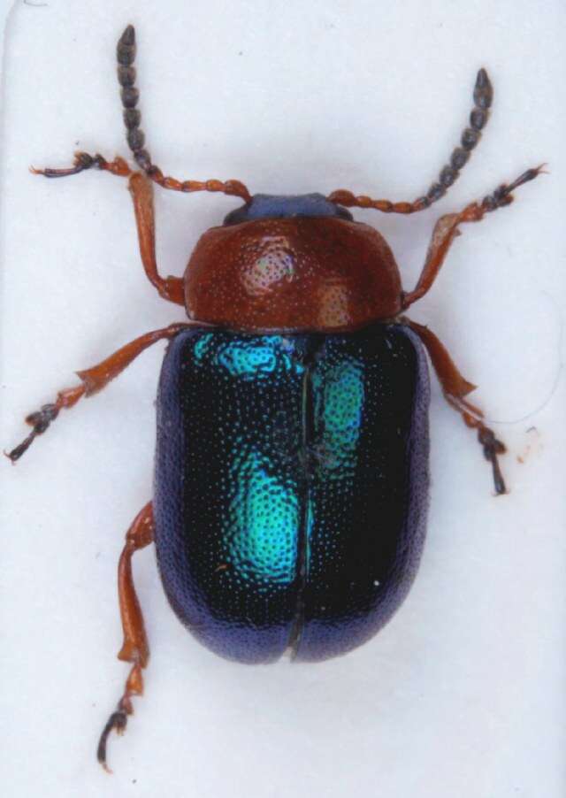 Image of Knotweed Leaf Beetle