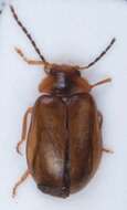 Image of <i>Microcara testacea</i>